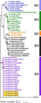 Integrated Comparative Genomic Analysis and Phenotypic Profiling of Pseudomonas aeruginosa Isolates From Crude Oil